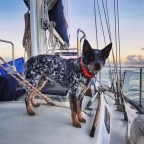 Is my pet ready for cruising?