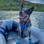CHA CHING! The cost of sailing around the world with a pet